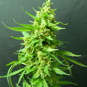 Auto Super Sonic Cristal Storm (Супер Соник Кристал Штурм ТГК 21%)